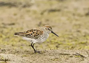 Sandpiper Prints: Western Sandpiper Calidris mauri in breeding plumage San Diego California April