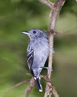Panama Prints: Western Slaty Antshrike (Thamnophilus punctatus antrinucha) Metro Park Panama City Panama