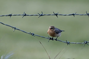 Wheatear oenanthe oenanthe autumn Norfolk
