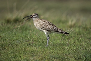 Calling Prints: Whimbrel calling Fetlar Shetland summer