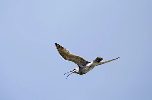 Shetland Prints: Whimbrel Numenius phaeopus calling Shetland June