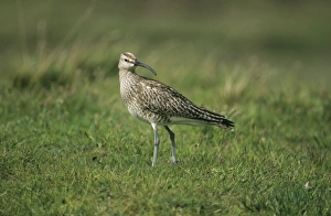 Shetland Prints: Whimbrel Numenius phaeopus Fetlar Shetland June