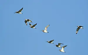 Flock Prints: Whimbrel Numenius phaeopus migrant flock Cley Norfolk July