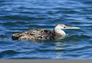 Immature Prints: White-billed Diver, Gavia adamsii, immature, June, USA