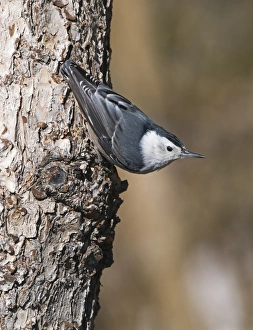 White-breasted Nuthatch Sitta carolinensis Scandia Crest New Mexico USA White-breasted Nuthatch Sitta carolinensis Scandia Crest New Mexico USA