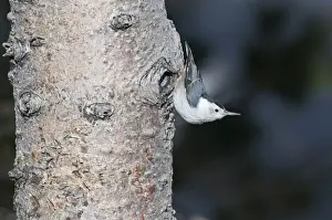 White-breasted Nuthatch Sitta carolinensis Scandia Crest New Mexico USA