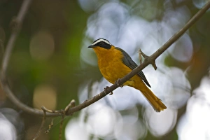 White-browed Robin Chat Cossypha heuglini Masai Mara Kenya East Africa