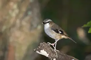 Queensland Prints: White-browed Robin Poecilodryas supercilosa Northern Queensland Australia