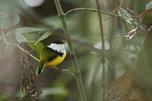 White-collared Manakin Manacus candei displaying at lek La Selva Costa Rica White-collared Manakin Manacus candei displaying at lek La Selva Costa Rica