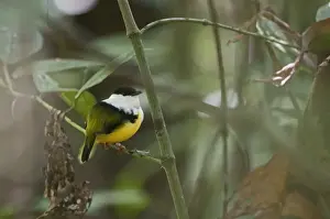 La Selva Prints: White-collared Manakin Manacus candei displaying at lek La Selva Costa Rica
