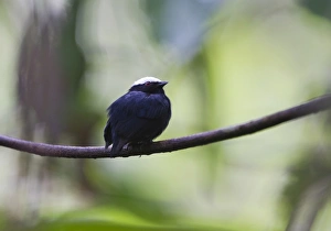 Neotropical Prints: White-crowned Manakin Dixiphia pipra Amazon Peru