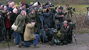 Cley Prints: White-crowned Sparrow twitch at Cley North Norfolk January 2008