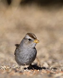 White-crowned Sparrow Zonotrichia leucophrys female New Mexico USA January White-crowned Sparrow Zonotrichia leucophrys female New Mexico USA January