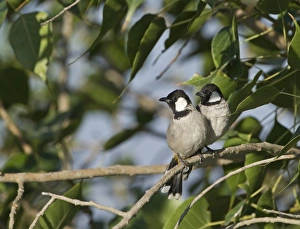 Bulbul Prints: White-eared Bulbul Pycnonotus leucotis N India
