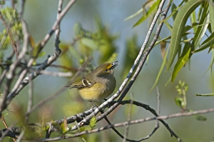 Everglades Prints: White-eyed Vireo Vireo griseus Florida Everglades