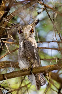 Kenya Prints: White-faced Scops Owl Otus leucotis Kenya