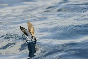New Zealand Prints: White-faced Storm (Frigate) Petrel feeding over ocean off North Island New Zealand