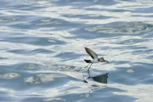 : White-faced Storm (Frigate) Petrel feeding over ocean off North Island New Zealand