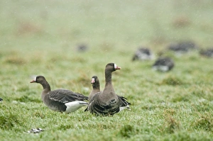 White-fronted Geese Anser albifrons Holkham Norfolk January