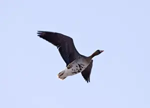 White Fronted Goose Prints: White-fronted Goose Anser albifrons adult February UK