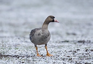 White-fronted Goose Anser albifrons immature Bulgaria winter