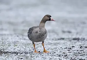 White-fronted Goose Anser albifrons immature Bulgaria winter