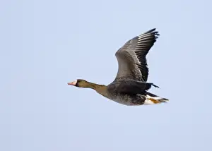 White-fronted Goose Anser albifrons immature February UK