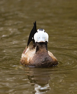 Display Prints: White-headed Duck male displaying captive