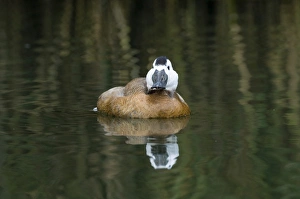 White-headed Duck Oxyura leucocophala male