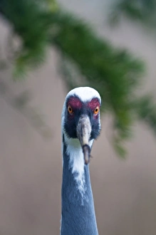 White-naped Crane Grus vipio (captive)