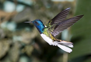 White-necked Jacobin (Florisuga m. melivora) feeding at hummingbird feeder Canopy White-necked Jacobin (Florisuga m. melivora) feeding at hummingbird feeder Canopy