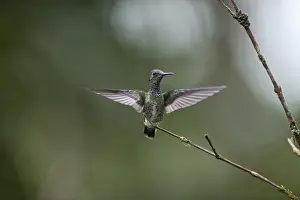 White Necked Jacobin Prints: White-necked Jacobin Florisuga melivora female Costa Rica