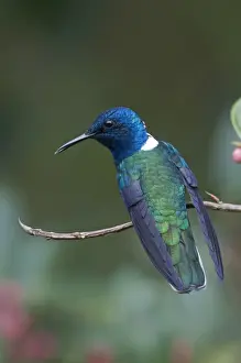 Male Prints: White-necked Jacobin Florisuga melivora male Costa Rica