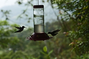 White-necked Jacobins Florisuga mellivora at backyard feeder Rancho Naturalista Costa