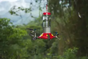 White Necked Jacobin Prints: White-necked Jacobins Florisuga mellivora at backyard feeder Rancho Naturalista Costa