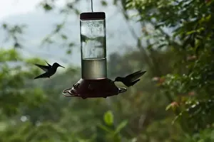 : White-necked Jacobins Florisuga mellivora at backyard feeder Rancho Naturalista Costa