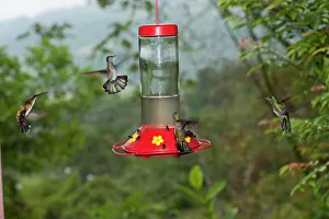 White-necked Jacobins and Green-breasted Mango Hummingbirds feeding at hummingbird White-necked Jacobins and Green-breasted Mango Hummingbirds feeding at hummingbird