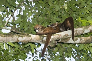 Central America Prints: White-nosed Coati Nasua narica Tikal Guatemala