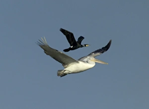 White Pelican, Pelecanus onocrotalus immature with Cormorant using the pelican to White Pelican, Pelecanus onocrotalus immature with Cormorant using the pelican to