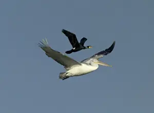 White Pelican, Pelecanus onocrotalus immature with Cormorant using the pelican to