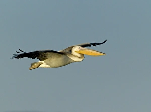 White Pelican Pelecanus onocrotalus immature Lake Kerkini Greece winter White Pelican Pelecanus onocrotalus immature Lake Kerkini Greece winter