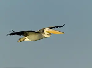 Immature Prints: White Pelican Pelecanus onocrotalus immature Lake Kerkini Greece winter