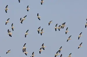 Pelicans Prints: White Pelican Pelecanus onocrotalus thermalling flock over Lake Nakuru Kenya July