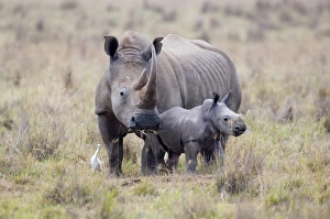 White Rhino Lake Nakuru Kenya
