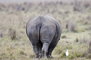 White Rhino Lake Nakuru Kenya