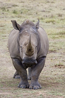Nakuru Prints: White Rhino Lake Nakuru Kenya
