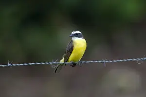 La Selva Prints: White-ringed Flycatcher Coryphotriccus La Selva Costa Rica