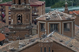White Stork Ciconia ciconia colony on Cathedral in Alfaro Spain White Stork Ciconia ciconia colony on Cathedral in Alfaro Spain