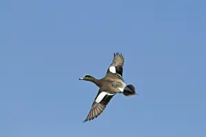 Duck Prints: White Stork Ciconia ciconia coming in to land at nest Alfaro Spain June