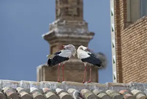 Nesting Prints: White Stork Ciconia ciconia displaying on cathedral roof Alfaro Spain June